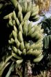 Musa 'Raja Puri'